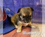 Image preview for Ad Listing. Nickname: Blueberry
