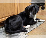 Small #4 Labrador Retriever Mix
