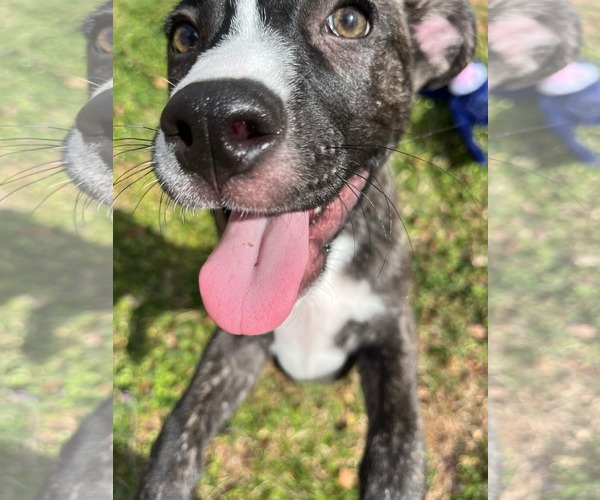 Medium Photo #19 American Staffordshire Terrier-German Shepherd Dog Mix Puppy For Sale in McDonough, GA, USA