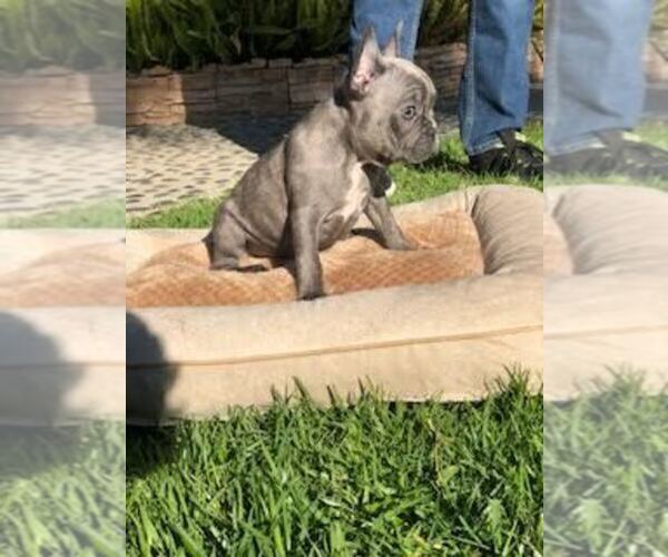 Medium Photo #3 French Bulldog Puppy For Sale in WHITTIER, CA, USA