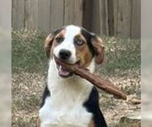 Treeing Walker Coonhound-Unknown Mix Dogs for adoption in Horn Lake, MS, USA