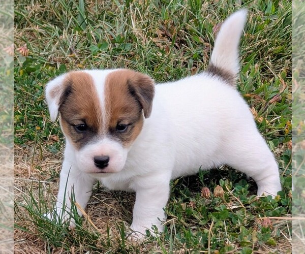 Medium Photo #1 Jack Russell Terrier Puppy For Sale in APPLE GROVE, WV, USA