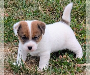Jack Russell Terrier Puppy for sale in APPLE GROVE, WV, USA