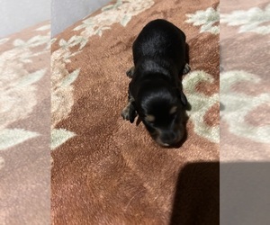 Dachshund Puppy for sale in LYNCHBURG, VA, USA