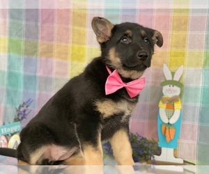 German Shepherd Dog Puppy for sale in LANCASTER, PA, USA