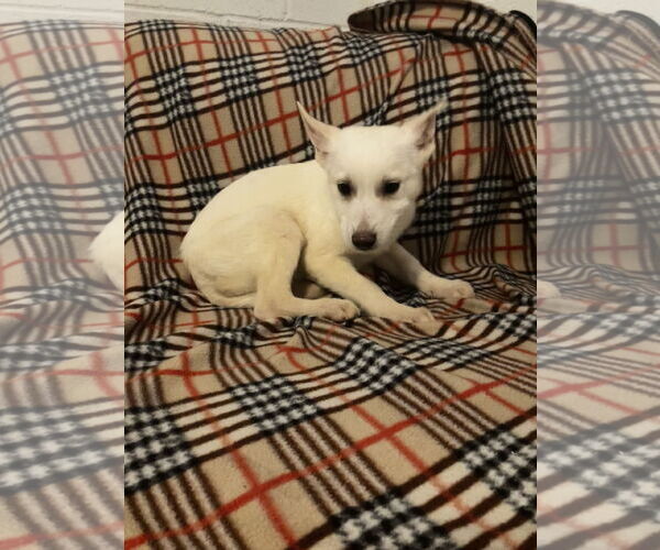 Medium Photo #2 Siberian Husky-Unknown Mix Puppy For Sale in Ball Ground, GA, USA