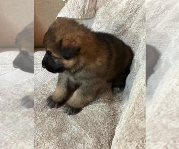 Medium Photo #8 German Shepherd Dog Puppy For Sale in GREENWOOD, WI, USA