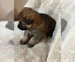 Small #7 German Shepherd Dog