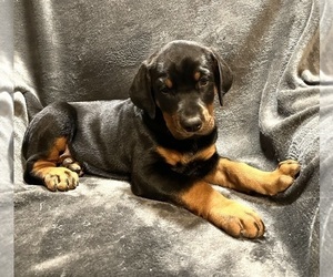 Rotterman Puppy for sale in FAIRMOUNT, ND, USA