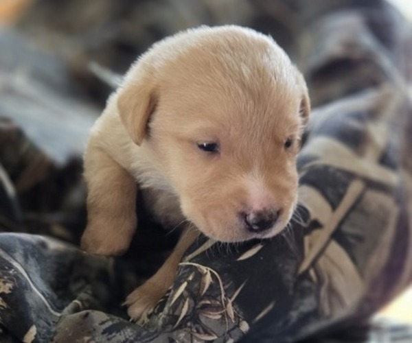 Medium Photo #2 Borador Puppy For Sale in FORTUNA, CA, USA