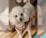 Brigette - Female Poodle (Toy) Dog for Adoption - Small photo