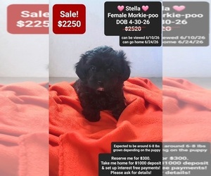 Morkie Poo (Toy) Puppy for sale in TUCSON, AZ, USA