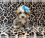 Small #2 Cockapoo (Miniature)