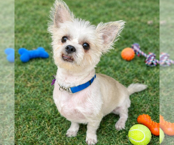 Medium Photo #2 Shih Tzu-Unknown Mix Puppy For Sale in Phoenix, AZ, USA