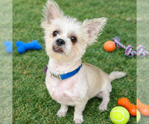 Yoda - Male Shih Tzu-Unknown Mix Dog for Adoption - Photo #2