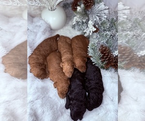 Goldendoodle mix (+ Poodle Standard) Puppy for sale in ORLANDO, FL, USA