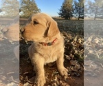 Small Photo #18 Golden Retriever Puppy For Sale in SEMINOLE, TX, USA