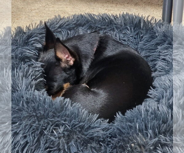 Medium Photo #3 Miniature Pinscher-Unknown Mix Puppy For Sale in Cottage Grove, MN, USA