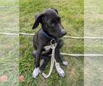 Small #2 Labrador Retriever Mix