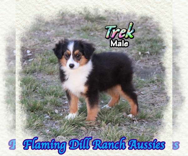 Medium Photo #1 Miniature Australian Shepherd Puppy For Sale in FORESTBURG, TX, USA
