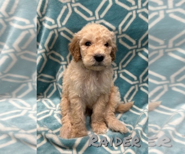 Medium Photo #3 Goldendoodle Puppy For Sale in RAYMORE, MO, USA