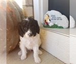 Small Photo #3 Bernedoodle (Miniature) Puppy For Sale in DANVILLE, IN, USA