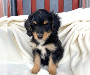 Bernedoodle-Poodle (Miniature) Mix Puppy for sale in FORT PLAIN, NY, USA