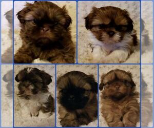 Shih Tzu Puppy for sale in PARK HILLS, MO, USA