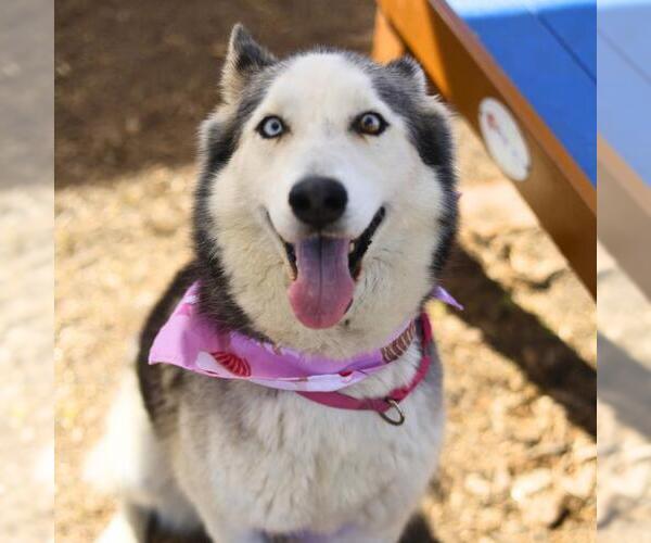 Medium Photo #1 Siberian Husky Puppy For Sale in San Antonio, TX, USA