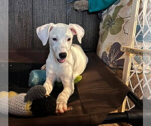 Labrador Retriever-Unknown Mix Dogs for adoption in Oakhurst, NJ, USA