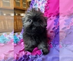 Small Photo #8 Havanese Puppy For Sale in FREDERICK, MD, USA