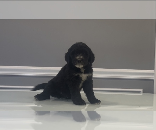 Medium Photo #54 Bernedoodle-Labradoodle Mix Puppy For Sale in MILFORD, NJ, USA