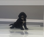 Small Photo #54 Bernedoodle-Labradoodle Mix Puppy For Sale in MILFORD, NJ, USA