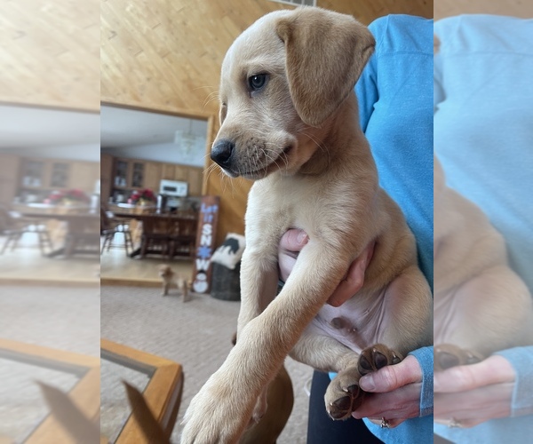 View Ad Labrador Retriever Litter of Puppies for Sale near Minnesota