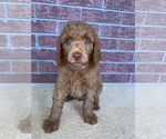 Puppy 2 Poodle (Standard)