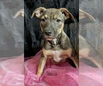 Small #6 American Pit Bull Terrier-Labrador Retriever Mix