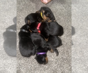Rottweiler Puppy for sale in SPRINGFIELD, MO, USA