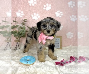 Bernedoodle (Miniature) Puppy for sale in NOBLESVILLE, IN, USA