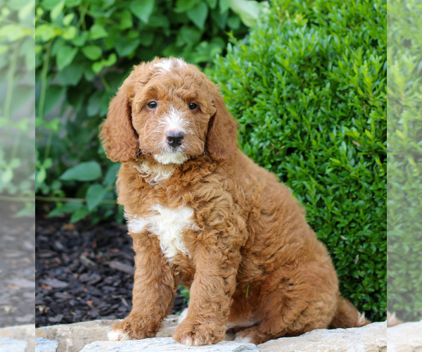 Medium Photo #1 Goldendoodle (Miniature) Puppy For Sale in LITITZ, PA, USA