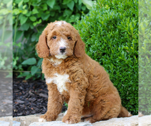 Goldendoodle (Miniature) Puppy for sale in LITITZ, PA, USA