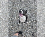 ONYX #3 - Male American Pit Bull Terrier-Unknown Mix Dog for Adoption - Small photo