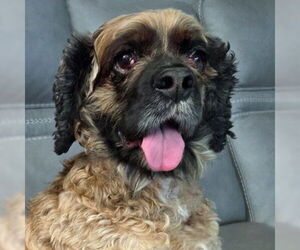 Cocker Spaniel Dogs for adoption in Arlington, VA, USA
