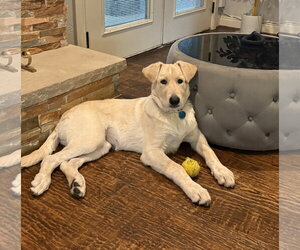 German Shepherd Dog-Great Pyrenees Mix Dogs for adoption in Dallas, TX, USA