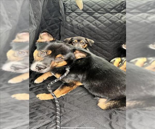 Medium Photo #1 Labrottie Puppy For Sale in Conroe, TX, USA