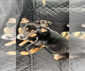 Labrottie Dogs for adoption in Conroe, TX, USA