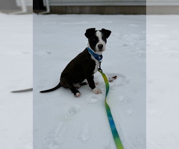 Medium Photo #3 American Pit Bull Terrier-Labrador Retriever Mix Puppy For Sale in Brewster, NY, USA