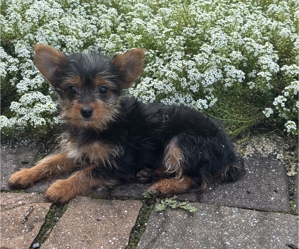 Medium Photo #1 Yorkshire Terrier Puppy For Sale in CANOGA, NY, USA