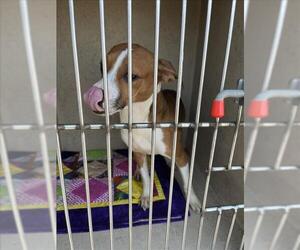 Beagle-Unknown Mix Dogs for adoption in Oklahoma City, OK, USA