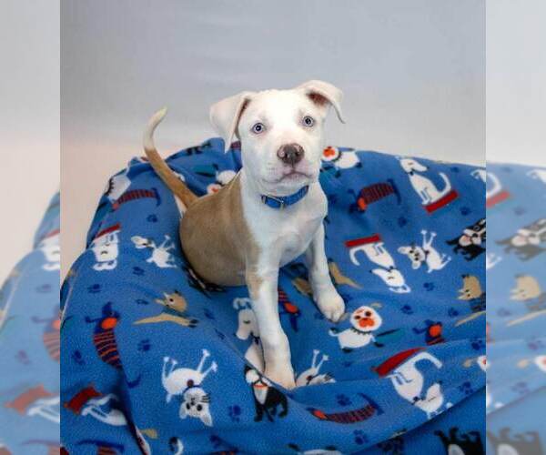 Medium Photo #2 Bulldog-Unknown Mix Puppy For Sale in Kennesaw, GA, USA