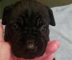 Small Photo #10 Cane Corso Puppy For Sale in MOORESVILLE, NC, USA